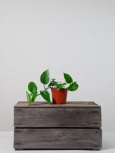 files/IndoorPlants-StudioShots13.11.2023-254.jpg